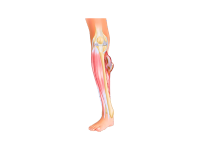 Soft Tissue Sarcoma